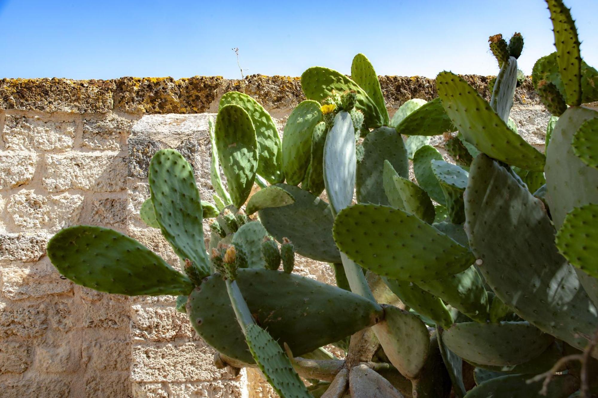 Masseria Bernardini By Symphonya Luxury Rentals Nardò Eksteriør bilde